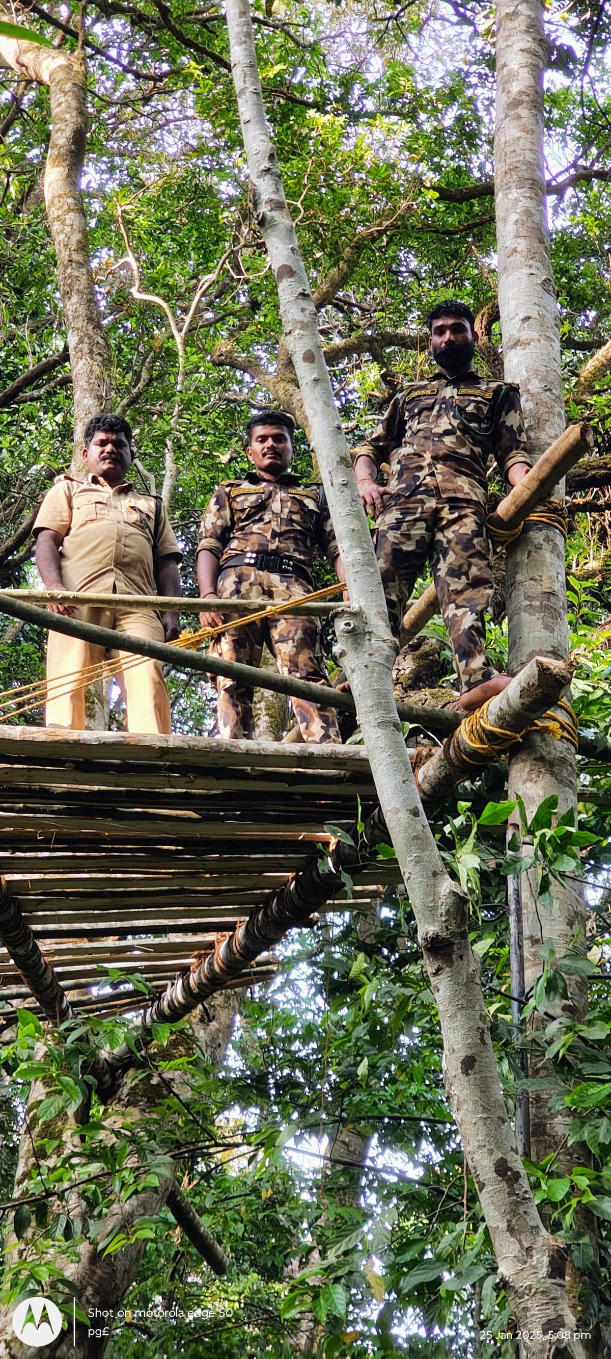 Man-eating tiger spotted at a tea estate near Pancharakolly Man-eating tiger spotted at a tea estate near Pancharakolly