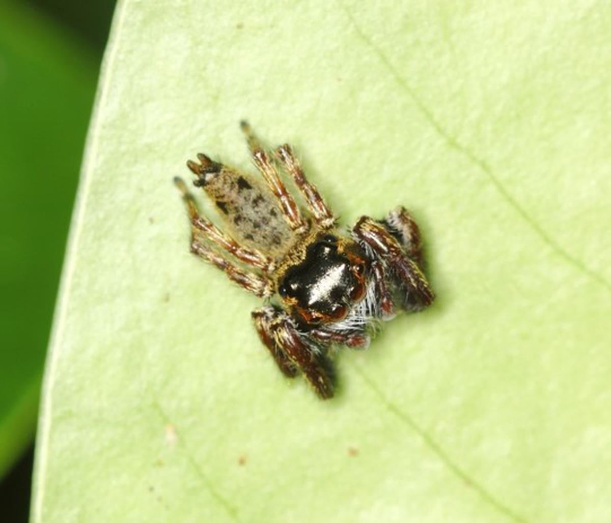 New Species of Spiders Discovered in Southern Israel