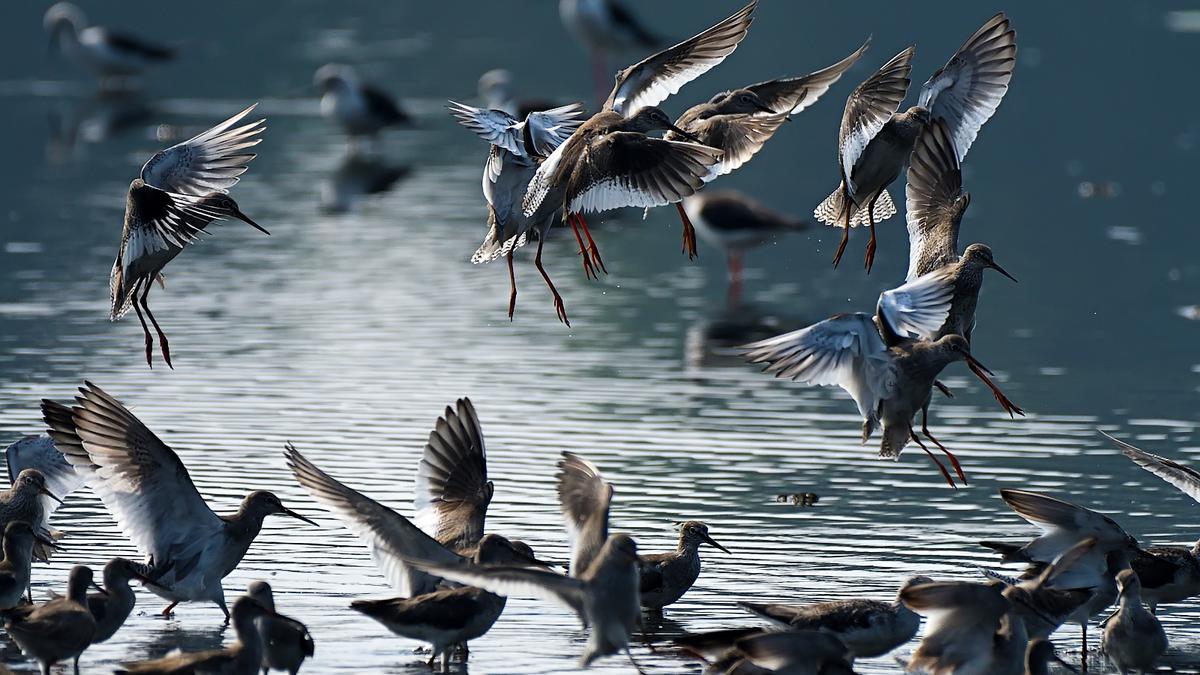 Ernakulam soars in waterbird count