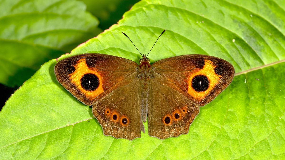 Kerala, T.N. host most number of butterfly species in Western Ghats