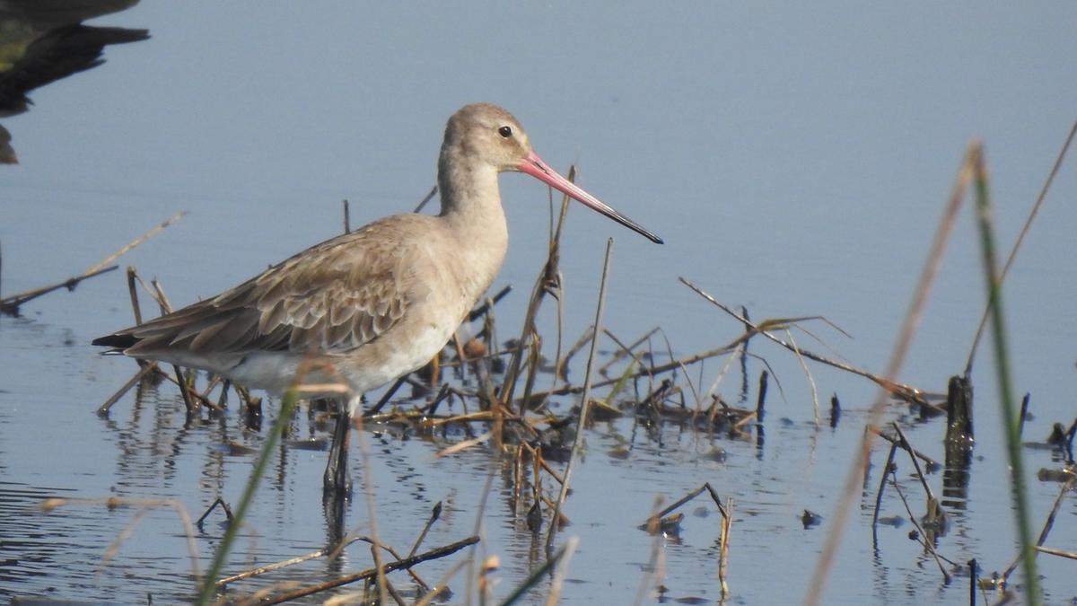 Water bird count throws up mixed results in Ernakulam