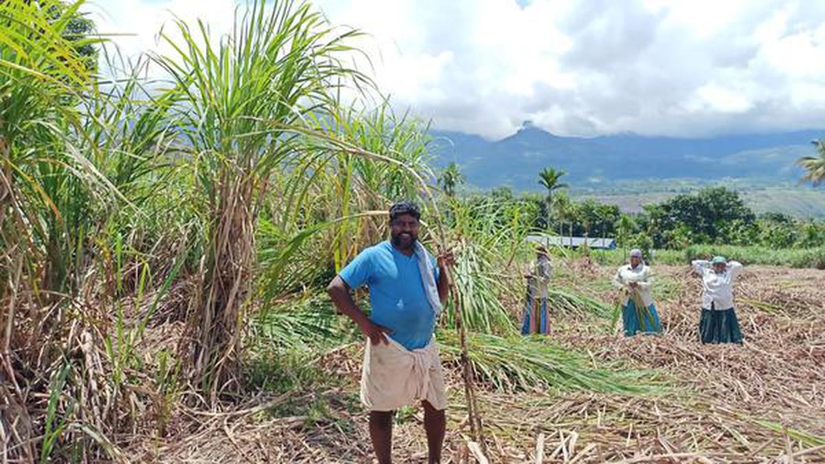 Sugarcane farmers return to traditional crop variety in Marayur