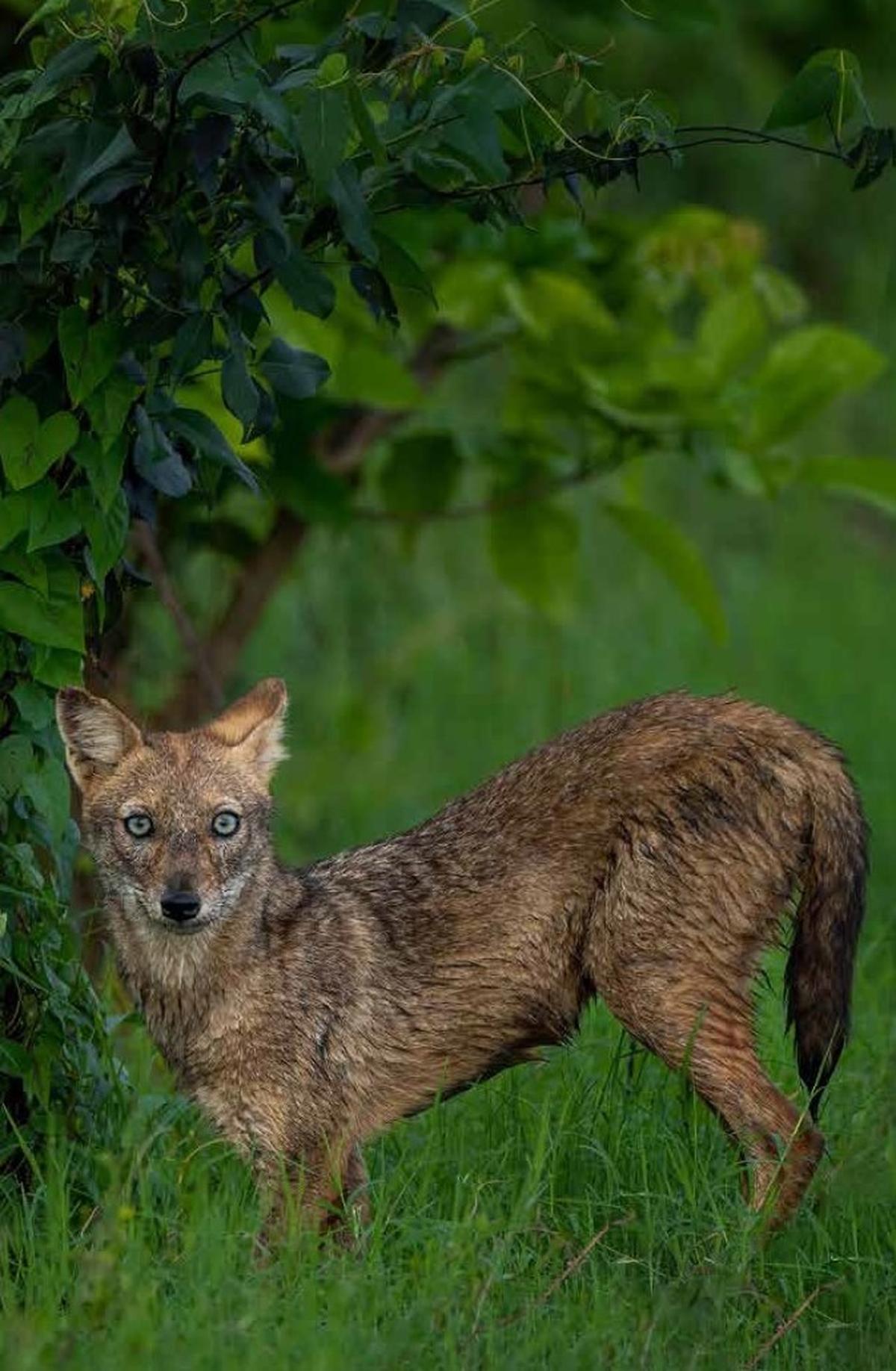 Golden Jackal 