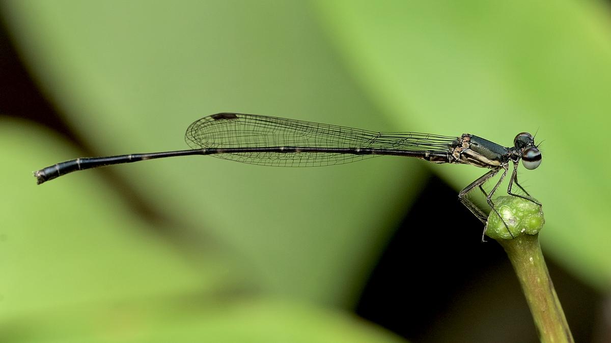 Six odonate species discovered in Silent Valley