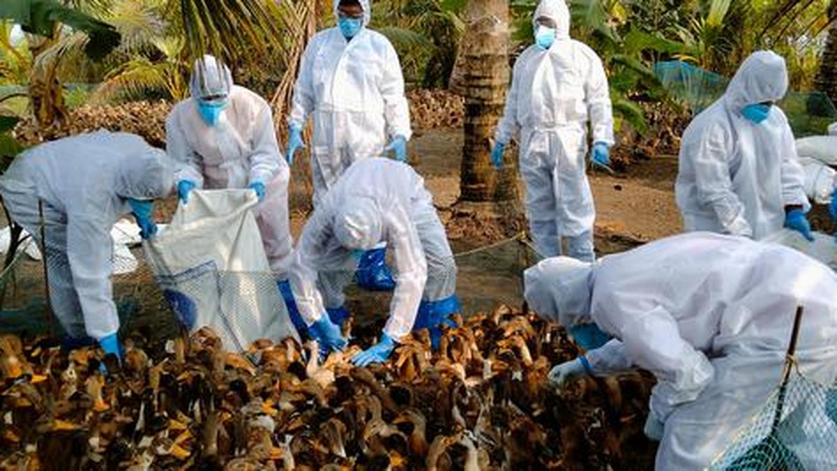 Bird flu confirmed in ducks in Alappuzha The Hindu