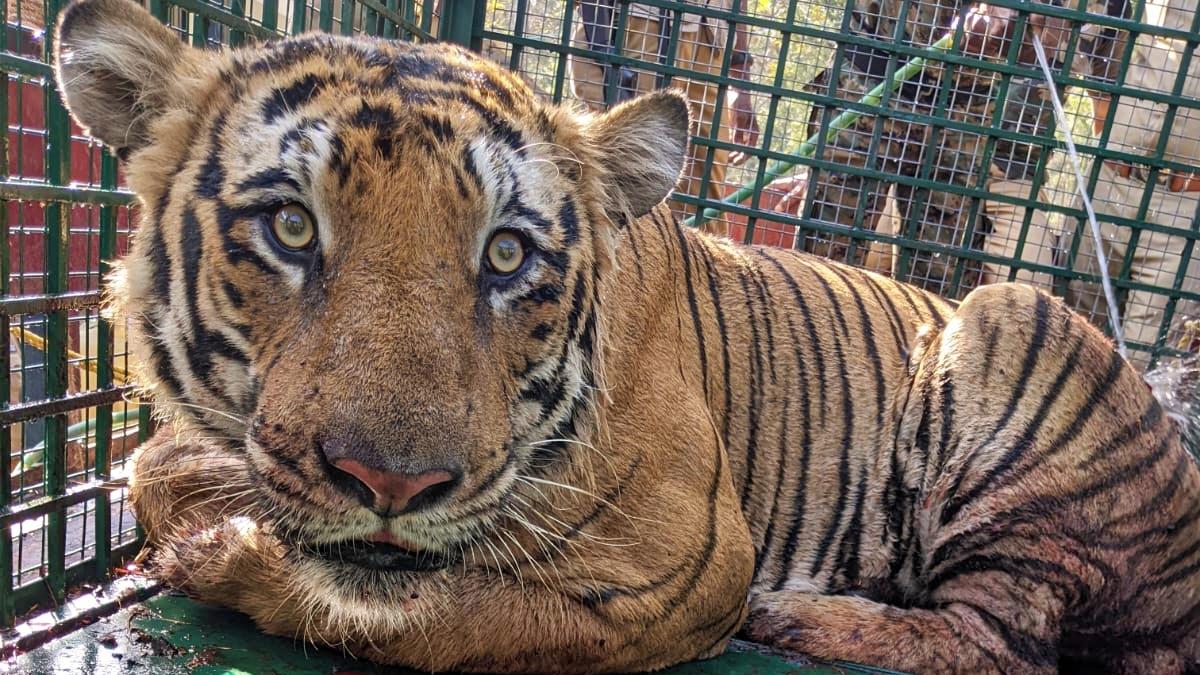 Pudussery residents relieved after capture of tiger that gave them nightmares