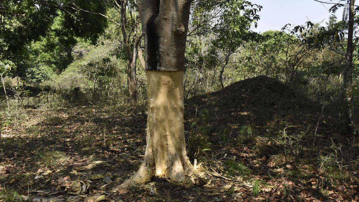 Plan in place to eradicate invasive plant species from Kerala’s