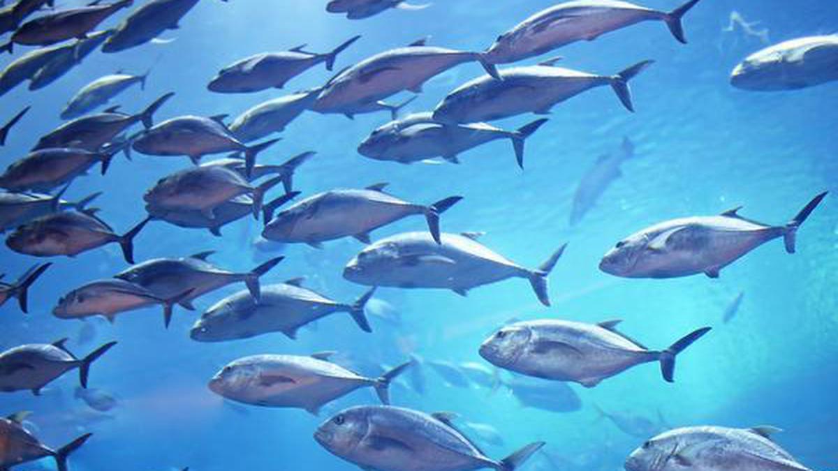 Now, Lakshadweep’s tuna flies direct to Tokyo