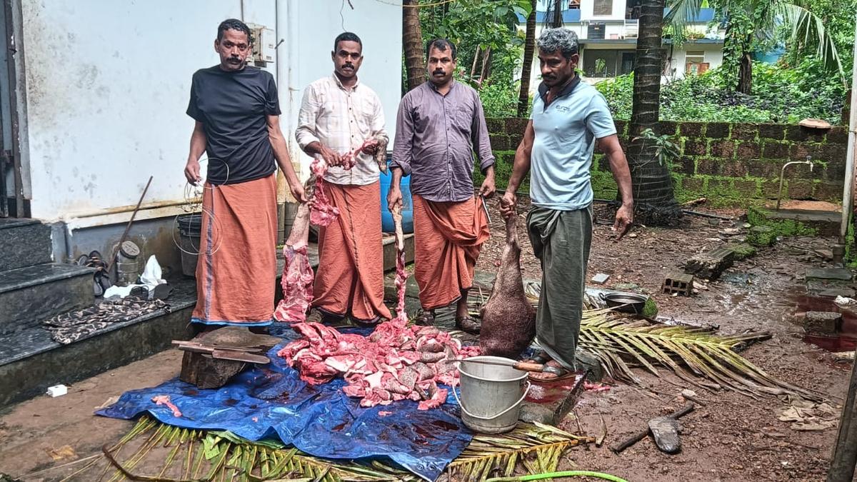Four arrested with 98 kg of wild boar meat at Taliparamba in Kerala’s Kannur