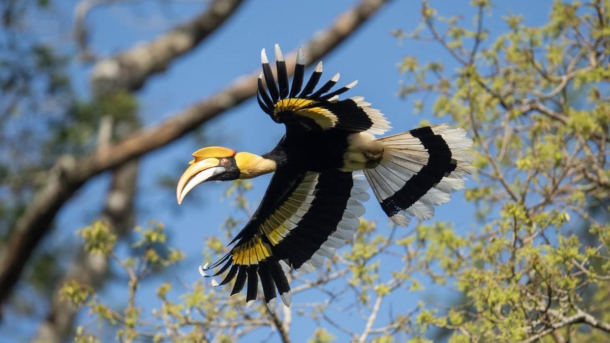 Faunal survey in Kerala’s Vazhachal adds 26 species to checklist of wildlife division in Western Ghats