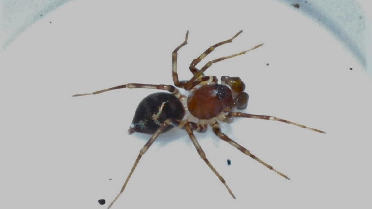 New ground-dwelling spider species discovered in Western Ghats