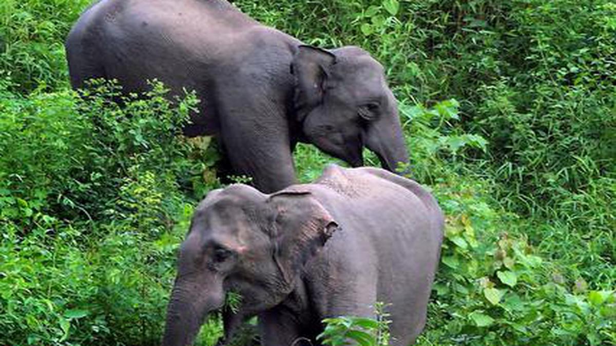 Work to set up solar hanging fences in Kannur to ward off elephants ...