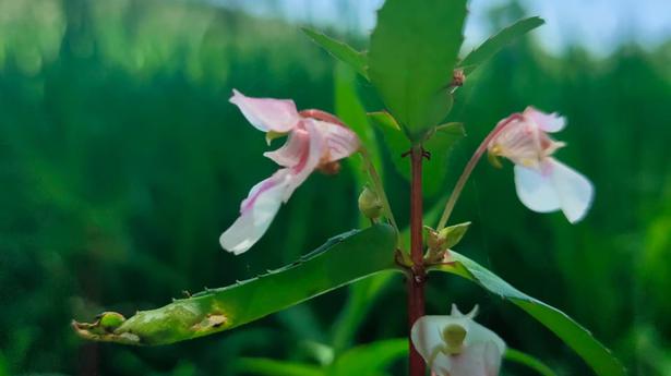 Plant spotted three years ago identified as new species