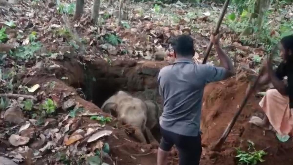 Elephants trigger panic inside Mekkapala forest area