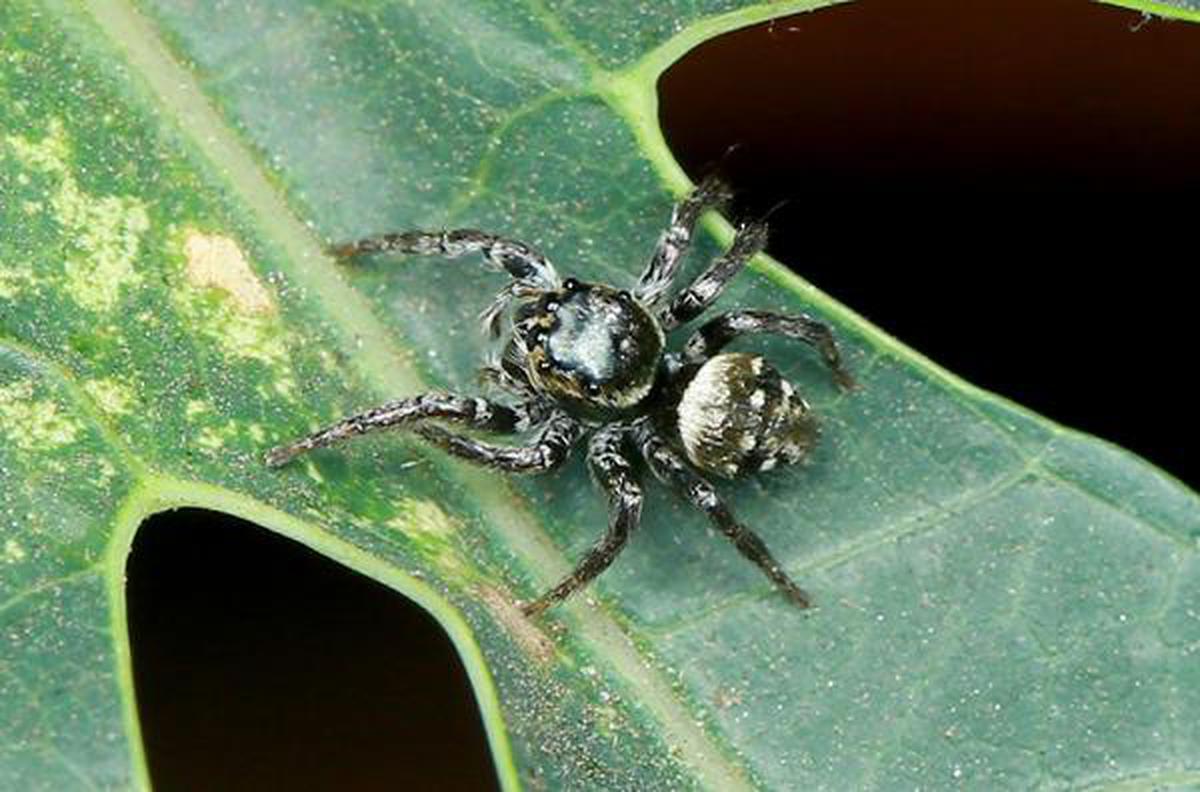 Two new 'shy' spider species found, named after Great Indian Bustard