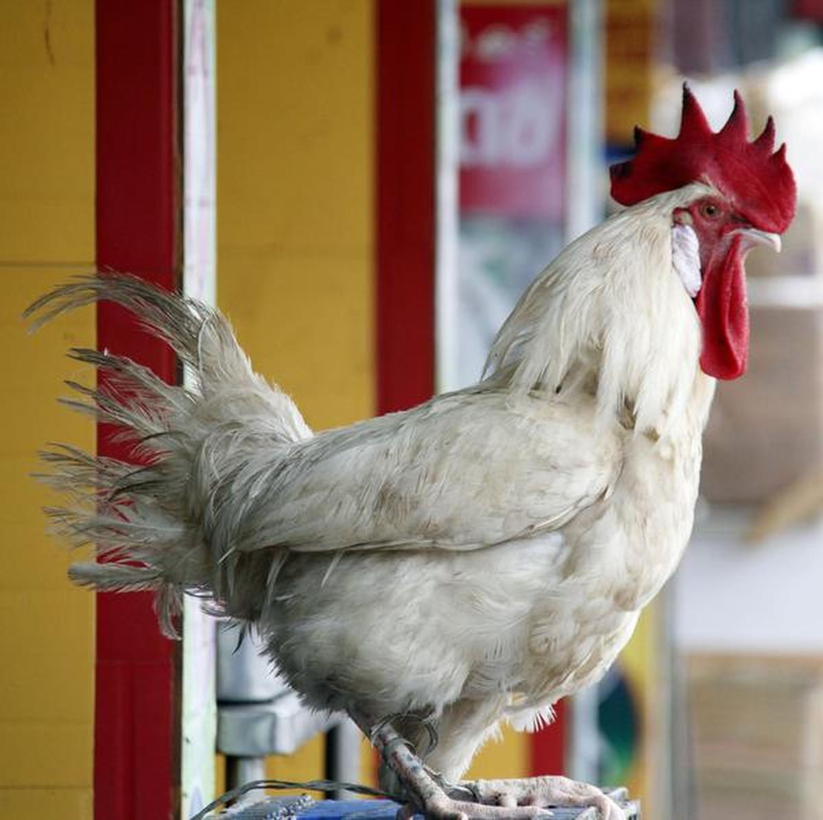 Chicken price skyrocketing in Kerala The Hindu