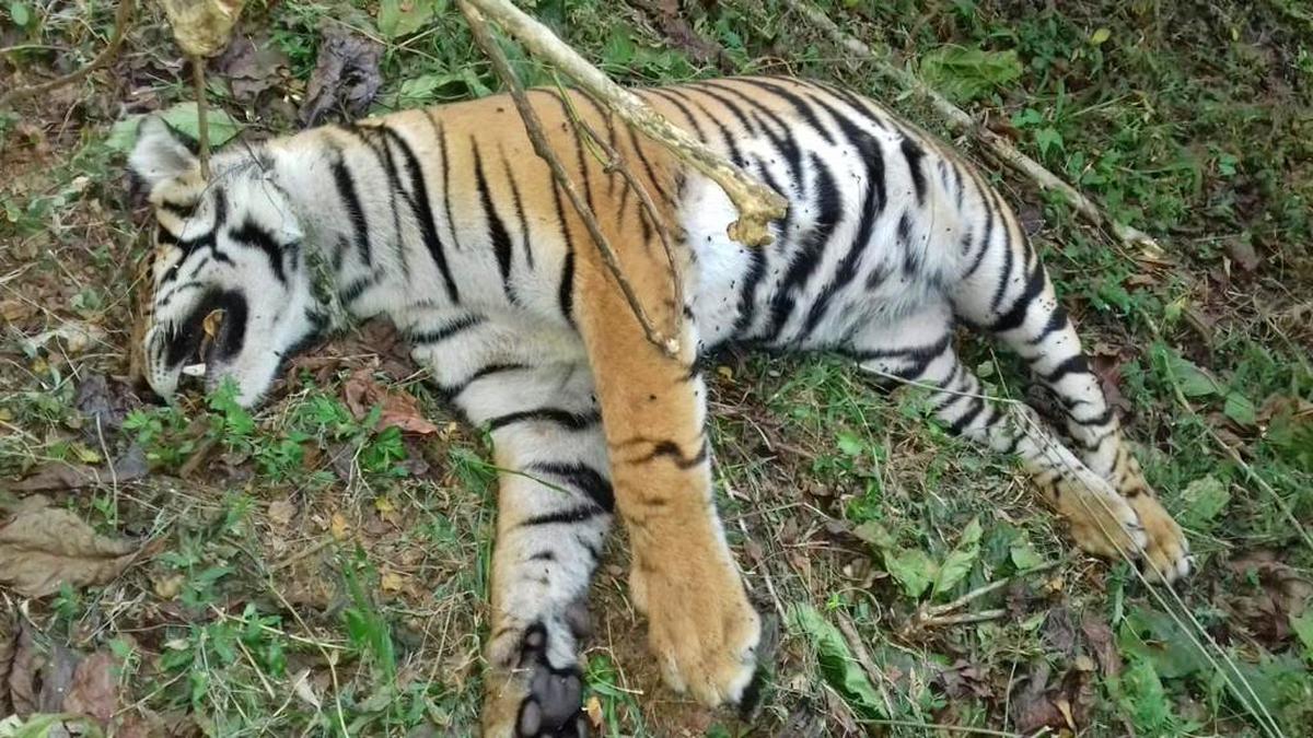Carcass of tiger cub found on plantation in Wayanad