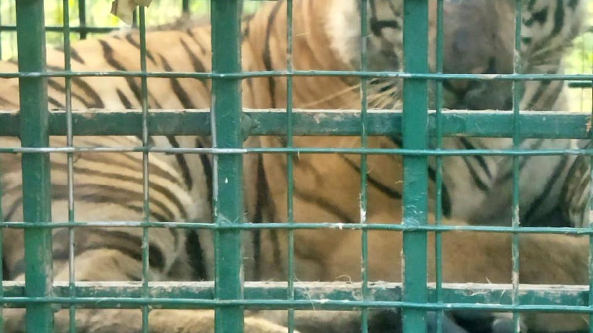 Tiger captured at Choorimala in Wayanad