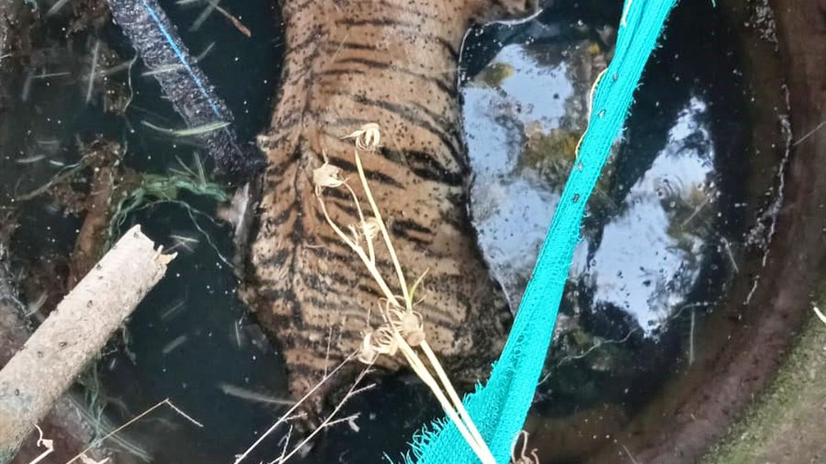 Carcass of tigress found in well in Wayanad