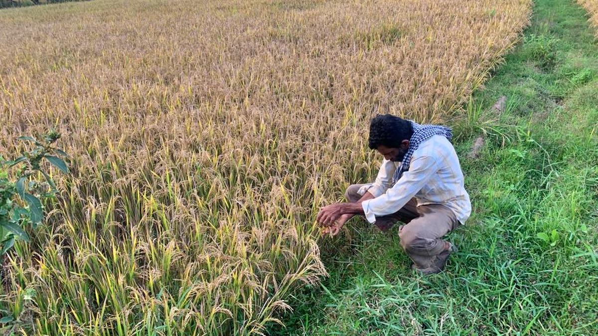 Unseasonal rain puts farmers in Wayanad in a fix