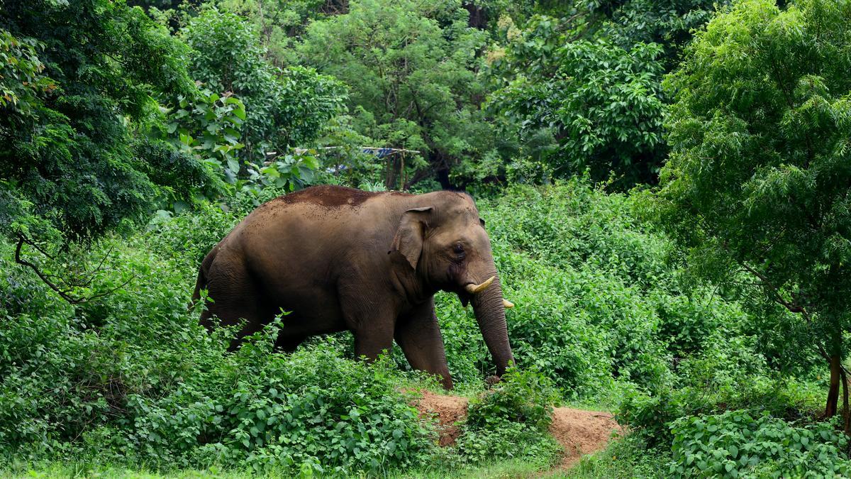 Woman killed, husband injured in wild elephant attack in Kerala’s Wayanad