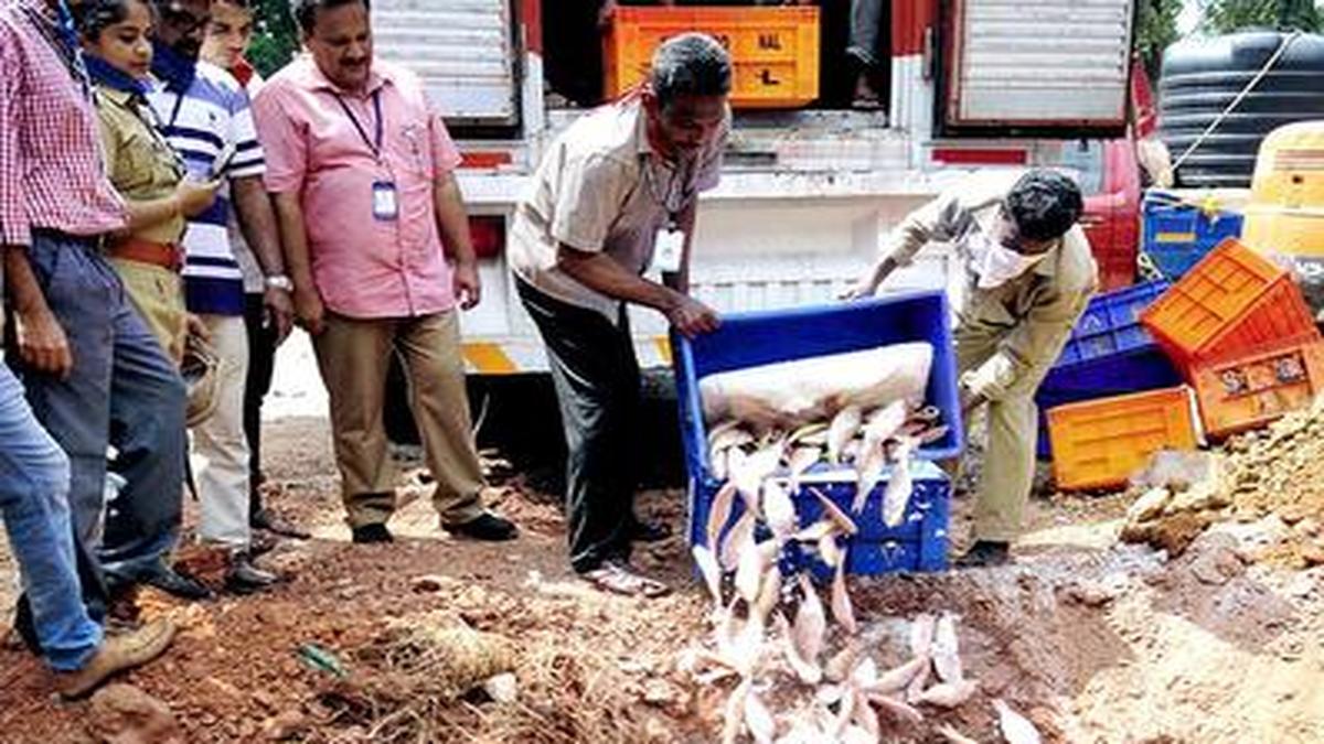 Fish abounds, but safety is of concern - The Hindu