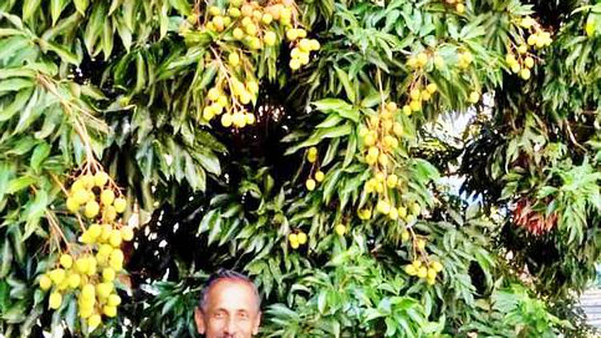 Setting a model in exotic fruits cultivation