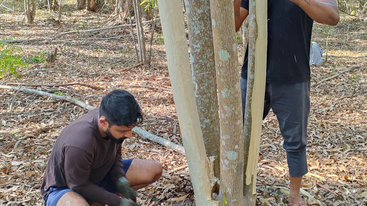 Green volunteers undertake debarking of Senna trees to save Muthanga forest in Wayanad