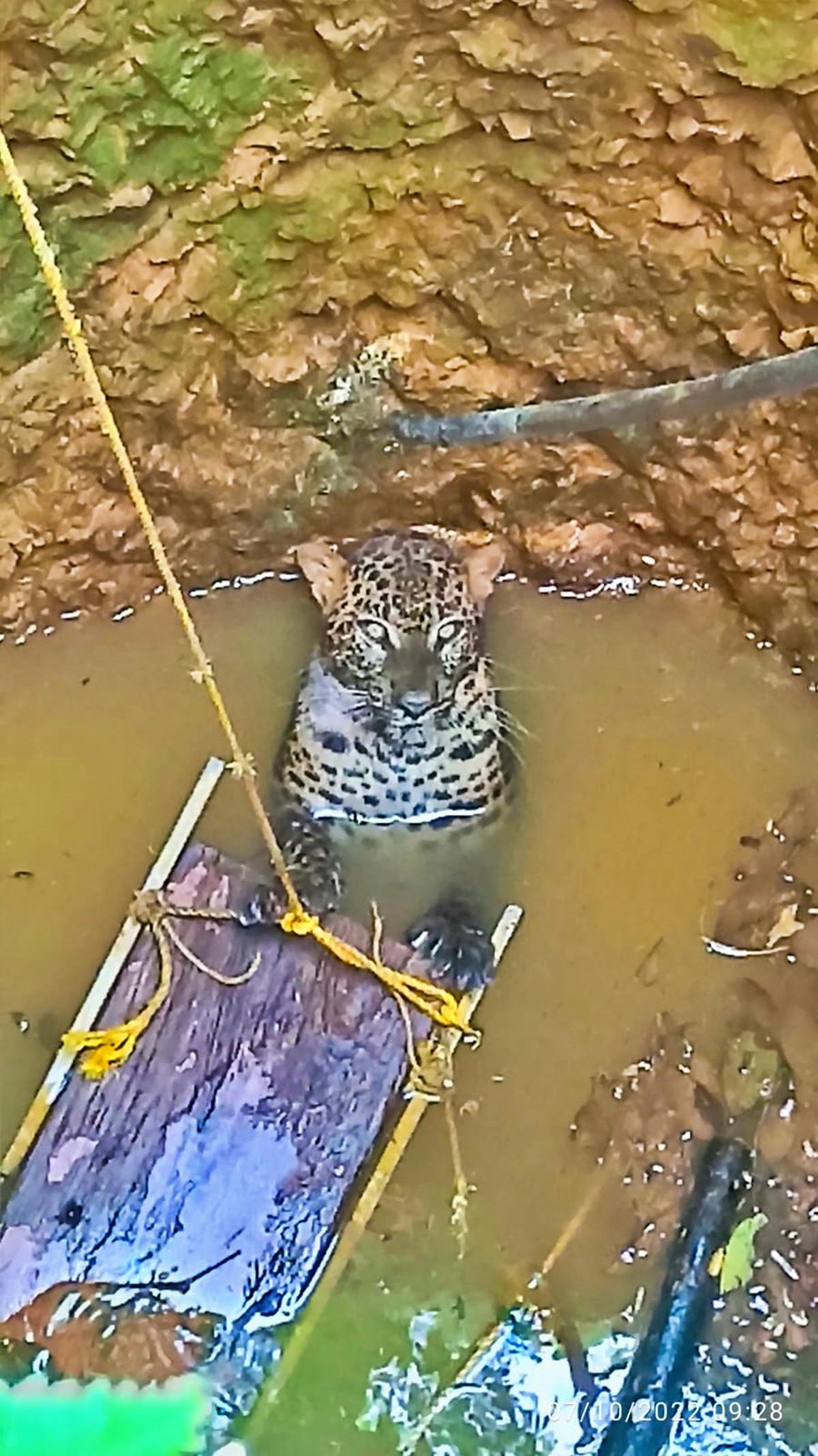 Forest personnel rescue leopard from open well in Wayanad