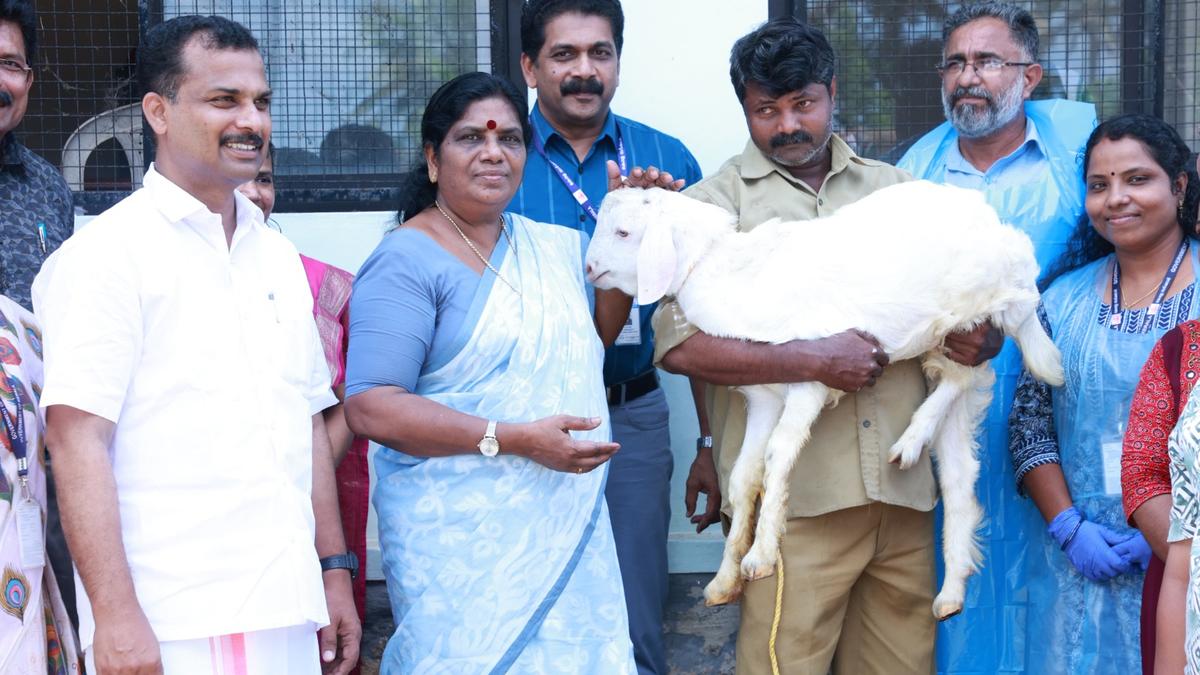 Animal Husbandry department launches PPR vaccination in goats and sheep