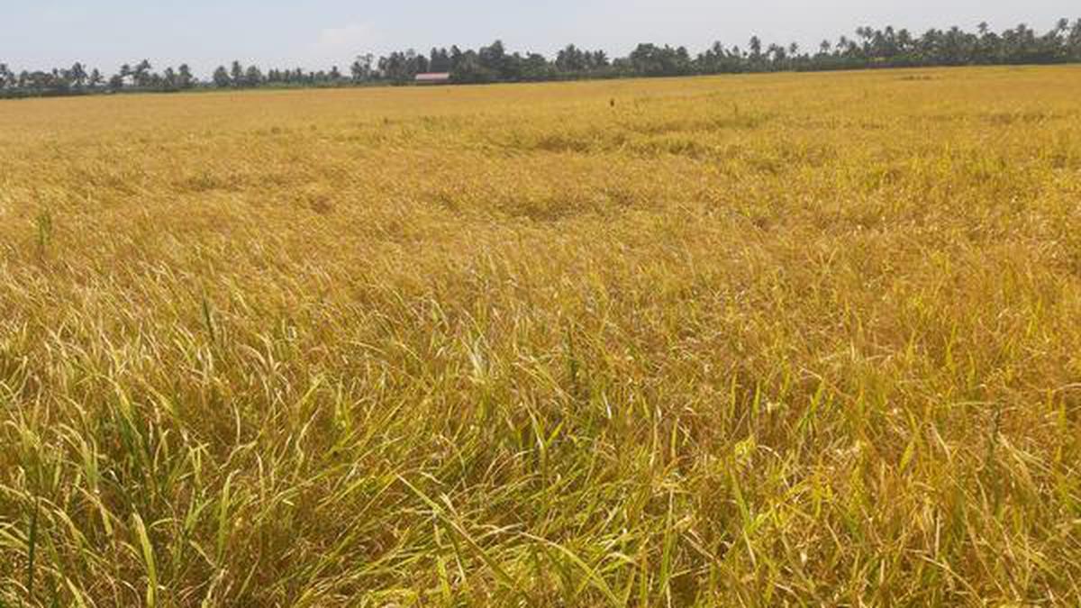 Why some farmers in Kuttanad are shifting to new rice varieties - The Hindu