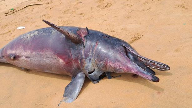 Dolphin carcass washes ashore at  Mariyanad