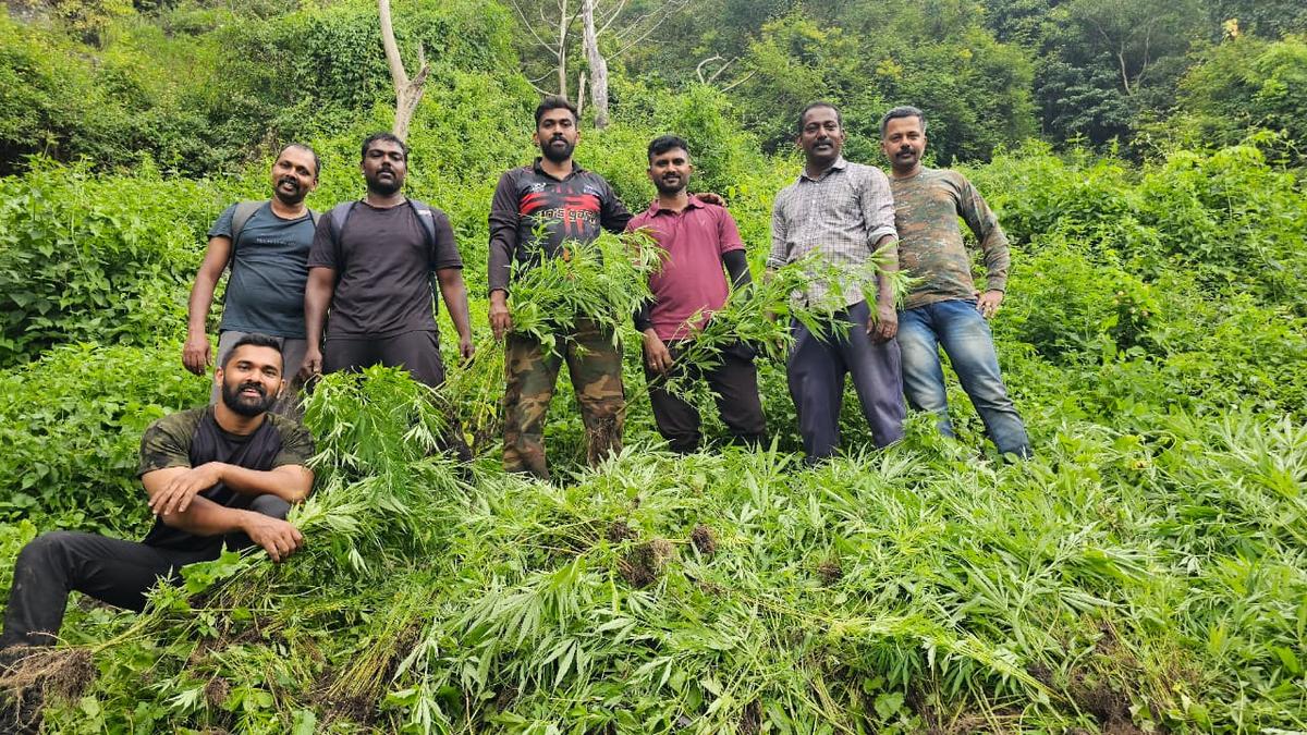 Police destroy nearly 10,000 ganja plants in Attappady