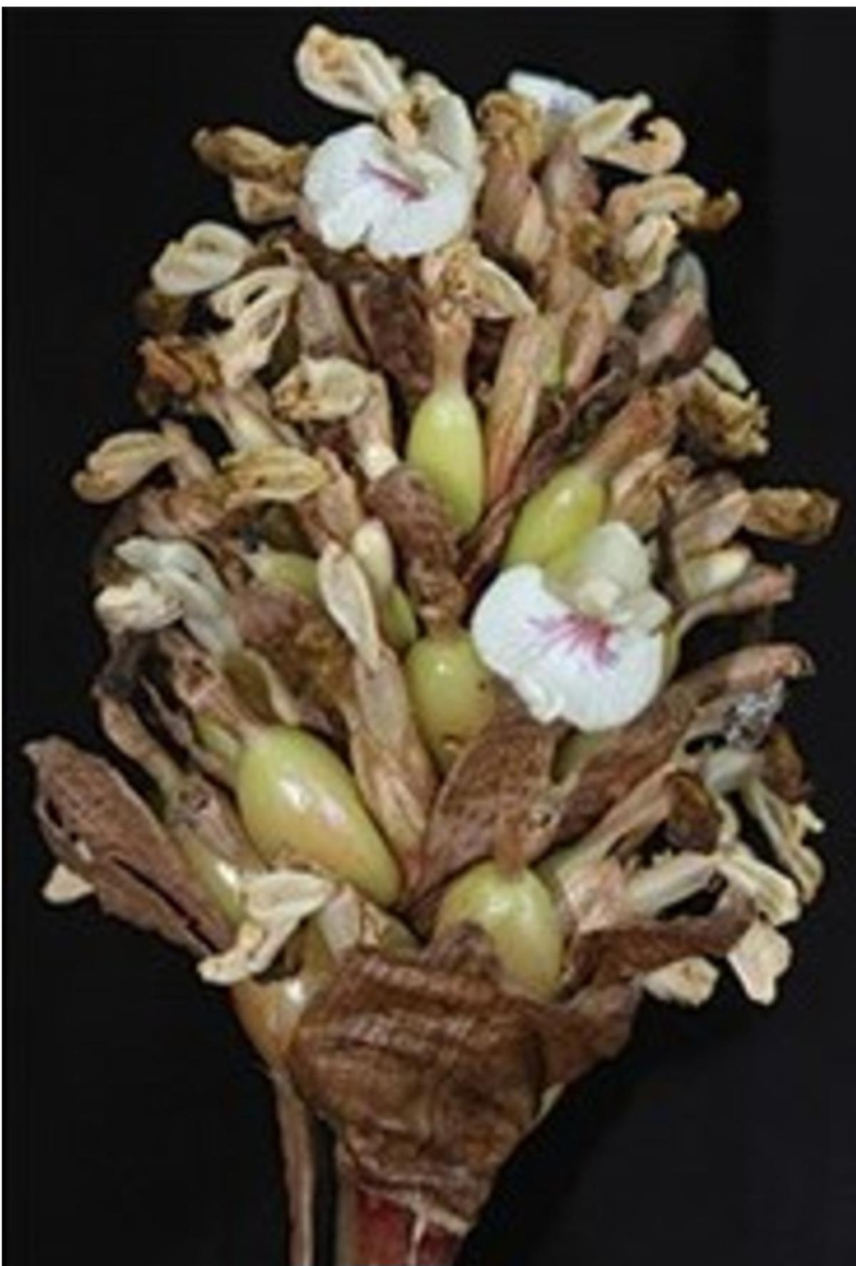 Elettaria facifera Elettaria facifera
