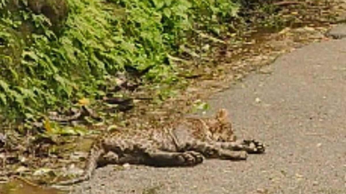Injured leopard found in Nelliampathy dies