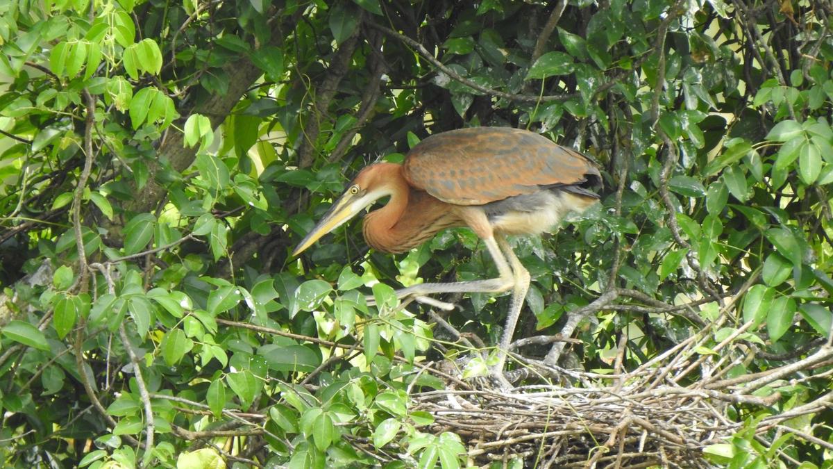 Over 1,000 waterbird nests observed in Thiruvananthapuram during heronry count