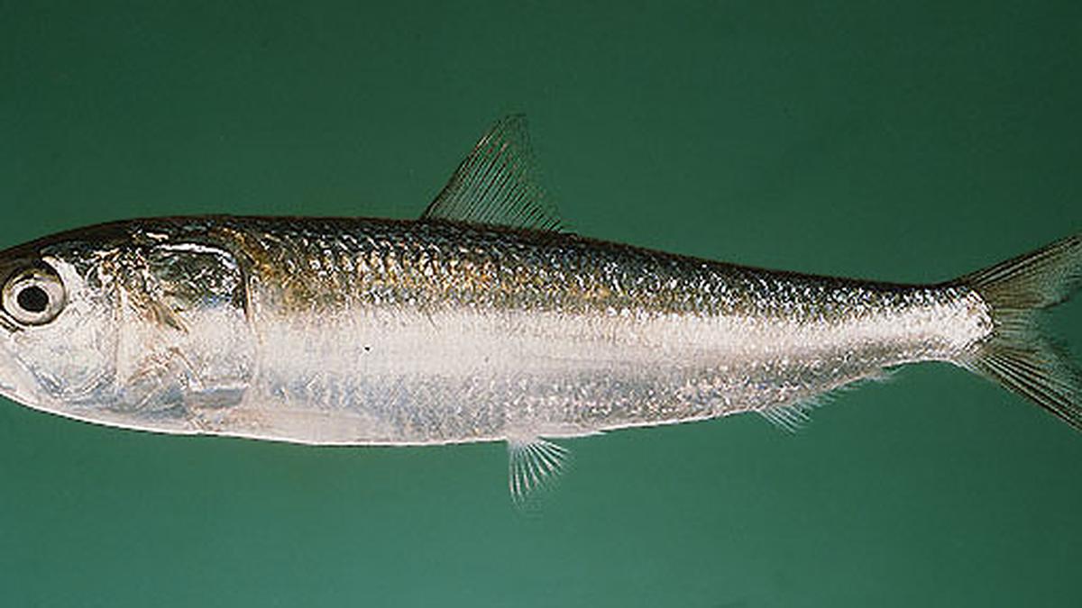 indian sardine fish