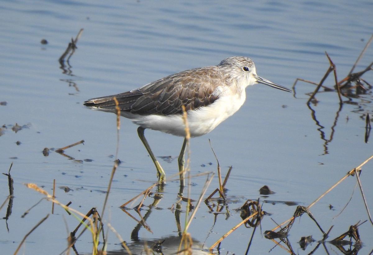 Common Greenshank