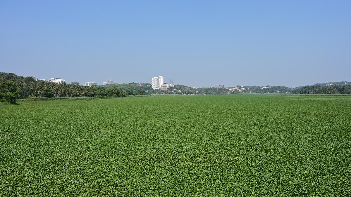 New study points to alarming degradation of Veli-Akkulam estuary