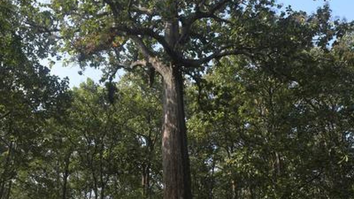 Effort to conserve legendary Kannimara Teak The Hindu
