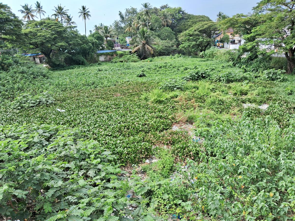 Water weeds clogging the TS Canal towards the north of temporary bridge at Vallakadavu. Water weeds clogging the TS Canal towards the north of temporary bridge at Vallakadavu.