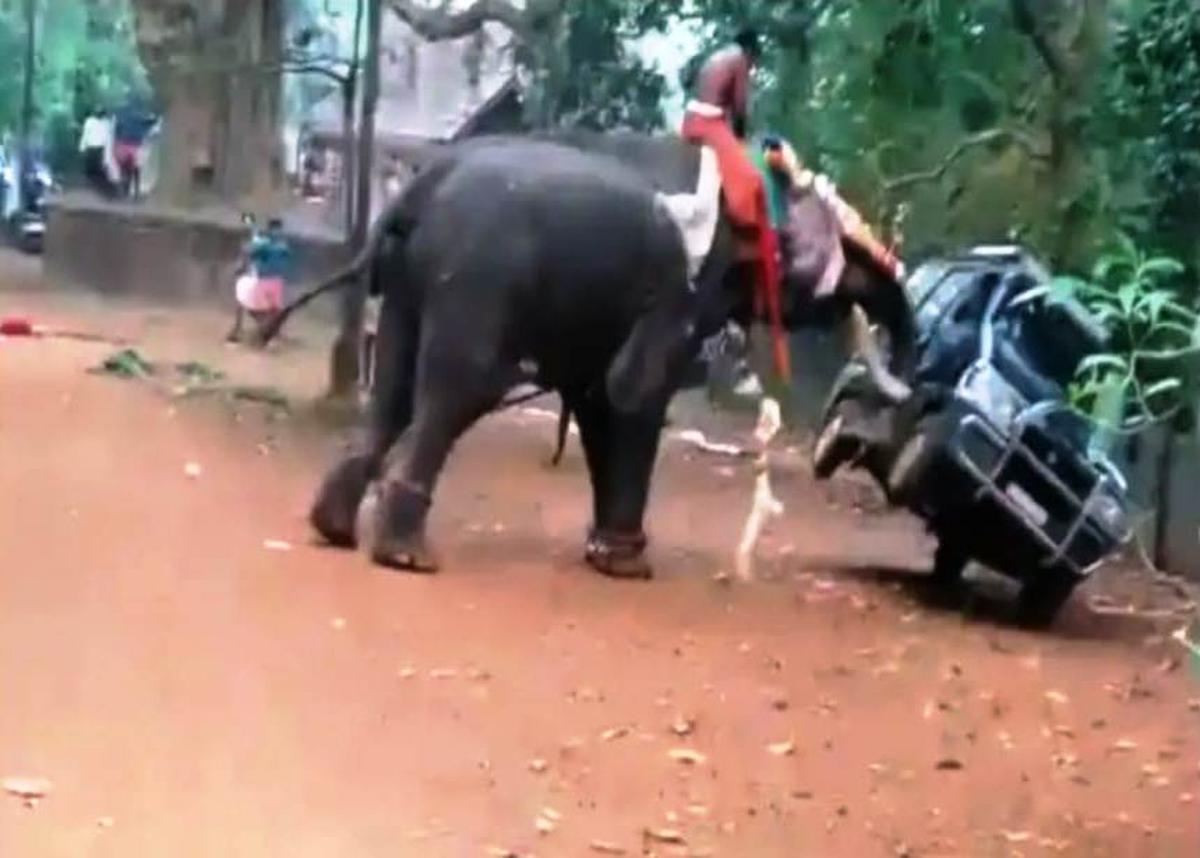 Elephant runs amok during Ayyappan Vilakku in Palakkad