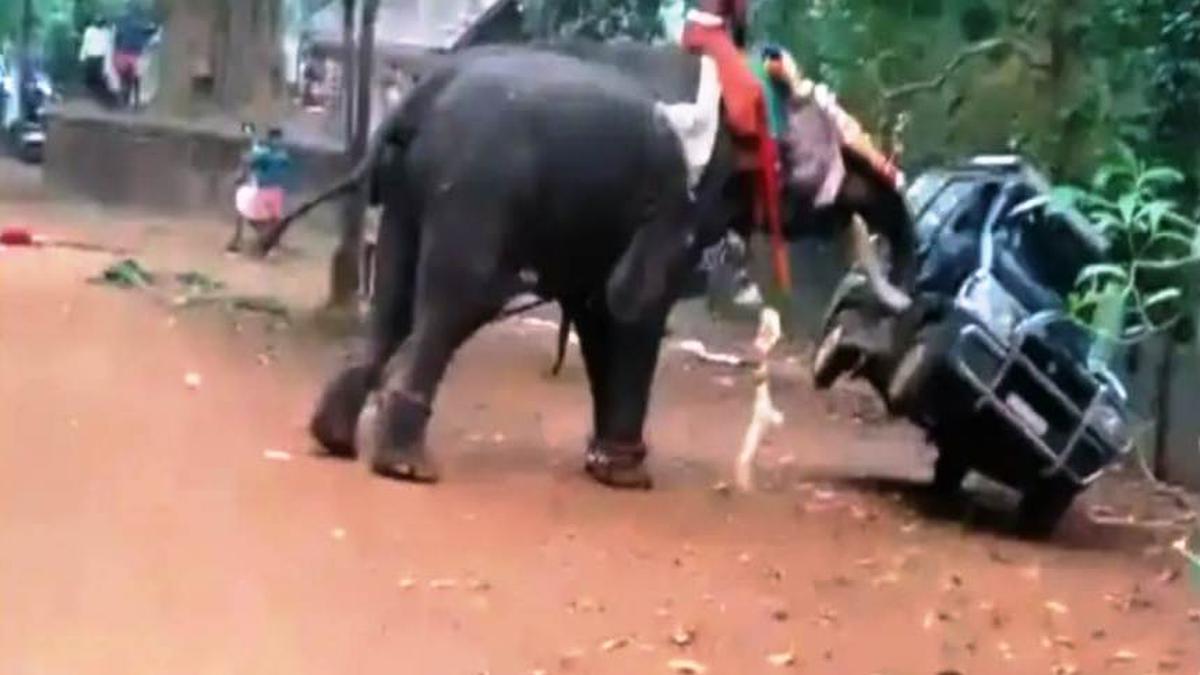 Elephant runs amok during Ayyappan Vilakku in Palakkad - The Hindu