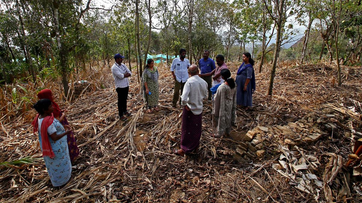 Farmers in Idukki lose the spice of livelihood