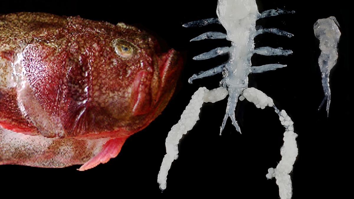 New crustacean parasites found off Colachel