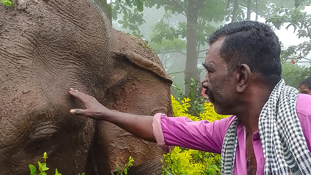 Tusker electrocuted at Attappady