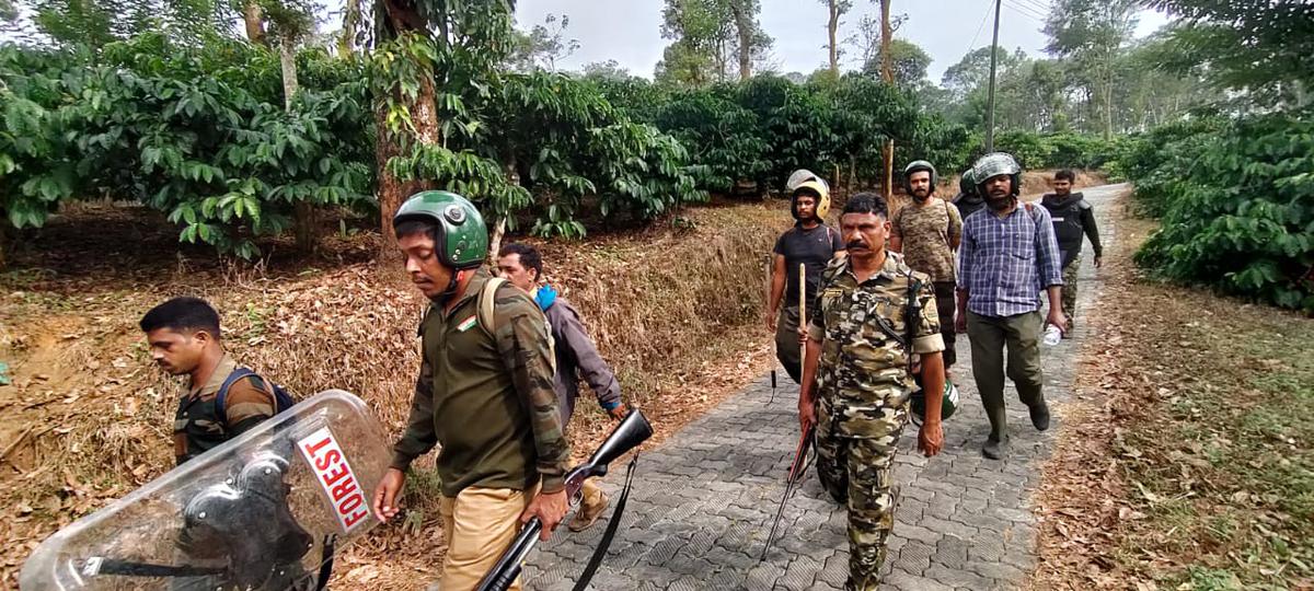 Forest personnel engaged in combing operation on Monday for a tiger that is suspected to have killed a farmer at Koodallur, near Vakery, in Wayanad district on Saturday.