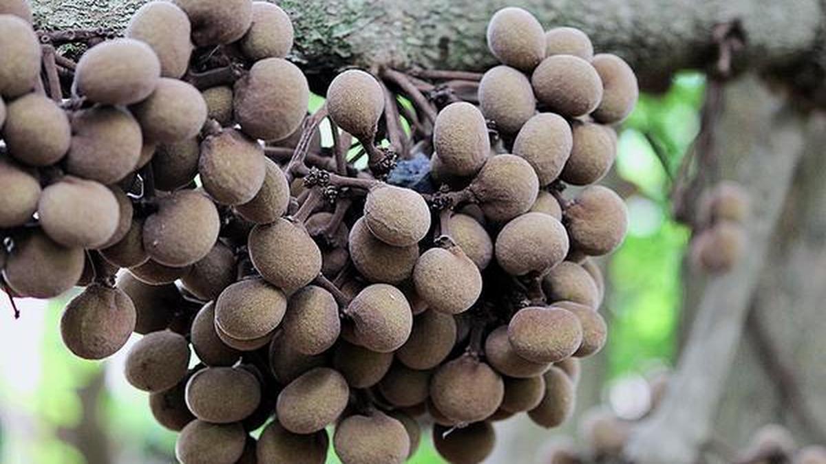 New lease of life for tree turmeric The Hindu