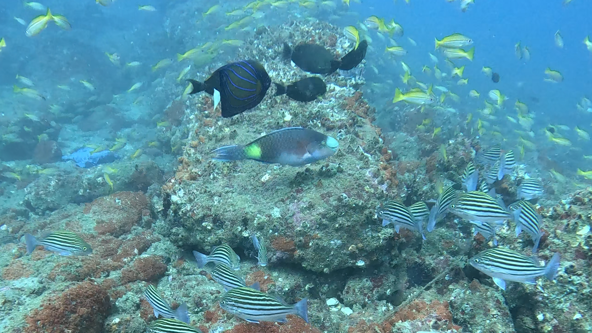 Kerala-based group to launch Community Marine Biodiversity Online Register on World Oceans Day