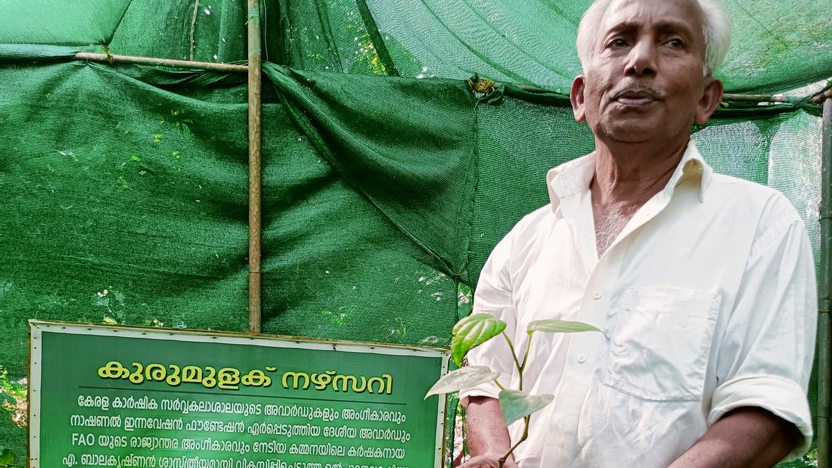 A farmer scientist in Wayanad sets a model for black pepper conservation